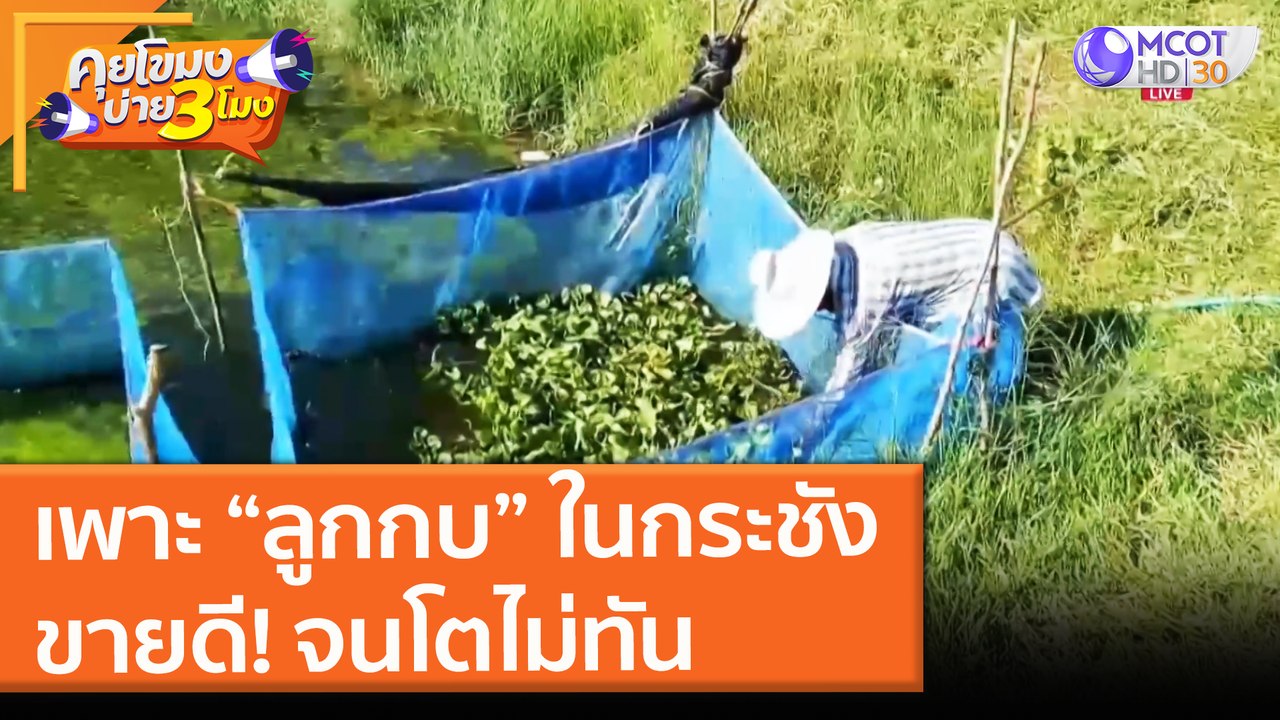 เพาะ "ลูกกบ" ในกระชัง ขายดี! จนโตไม่ทัน (29 มิ....