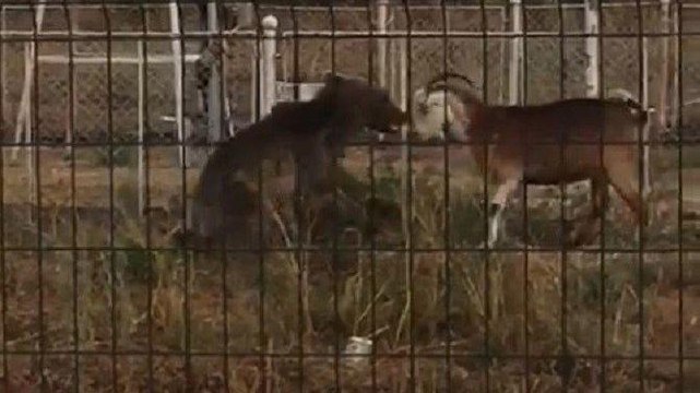 İnatçı keçi kendisine saldıran ayıya böyle kafa tuttu