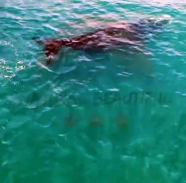 Whales Vs Shark _ Whale Fish In Sea #shorts