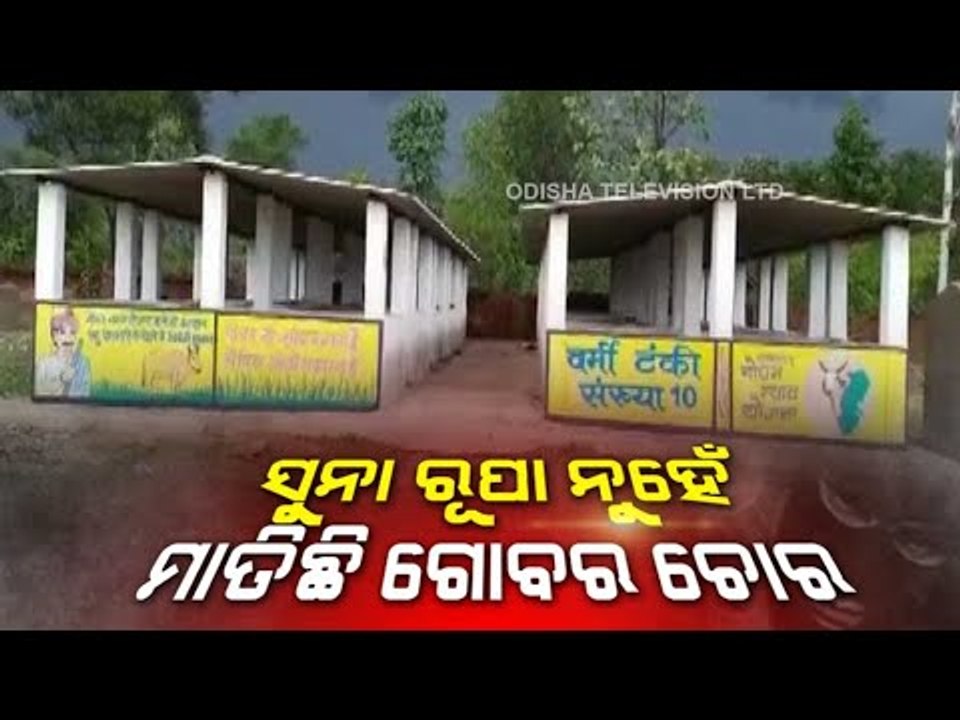 800 kg Cow Dung Stolen From Chhattisgarh Village, Police Register Theft Case