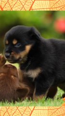 Cute Dogs Funny Fight And Friendship  | Pets Funny Video | shorts