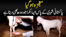 Mojza Ho Gaya - Pakistan Ke Pas Aisa Bakra Hai Jo Doodh Bhi Deta Hai