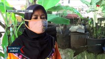 Langka! Pohon Pisang Bertandan Lebih Dari 2 Meter