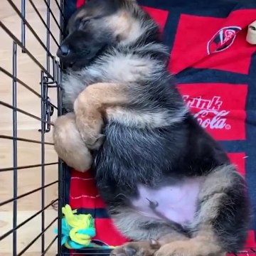 Funniest & Cutest German Shepherd Videos #2 - Puppy Videos 2020