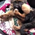 Funniest & Cutest German Shepherd Videos - Puppy Videos 2020