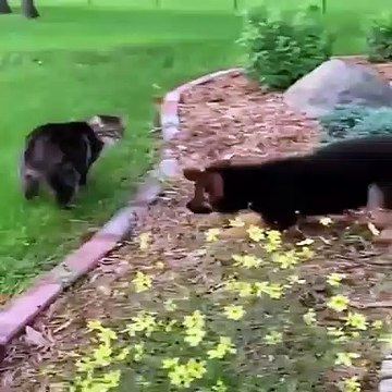 Funniest & Cutest German Shepherd Videos #4 - Puppy Videos 2019