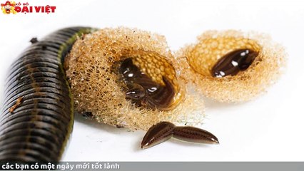 Mơ thấy con đỉa có tỉ lệ trúng cao nhất