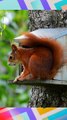 Cute American Red squirrel eating peanut  ️ | Pets And Animals Funny Videos | shorts videos