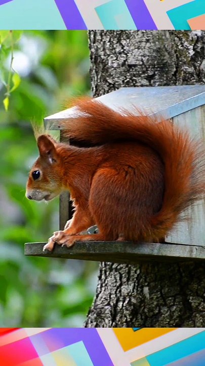 Cute American Red squirrel eating peanut  ️ | Pets And Animals Funny Videos | shorts videos