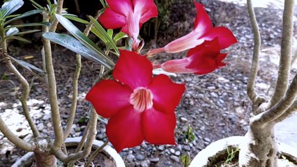 BUNGA KAMBOJA WARNA MAROON CANTIK | ADENIUM