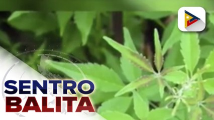 Pag-aaral ng DOST sa mga posibleng gamot vs. COVID-19, patuloy