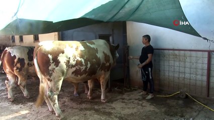 1,3 tonluk ‘Tosun’ 58 bin liraya alıcı bekliyor