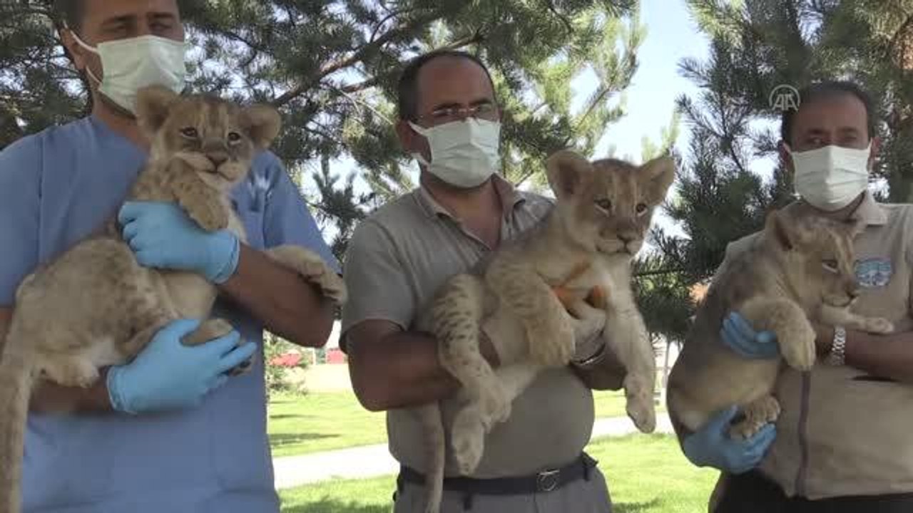 Kardeş 3 yavru aslan hayvanat bahçesinin maskotu oldu