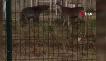 Sarıkamış'ta ayı keçilere böyle saldırdı