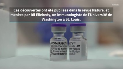 Coronavirus : les vaccins Pfizer et Moderna serait capables de conférer une immunité durable