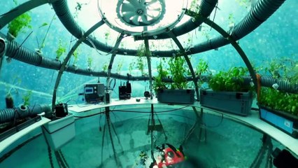 L'agriculture sous-marine, une solution d'avenir