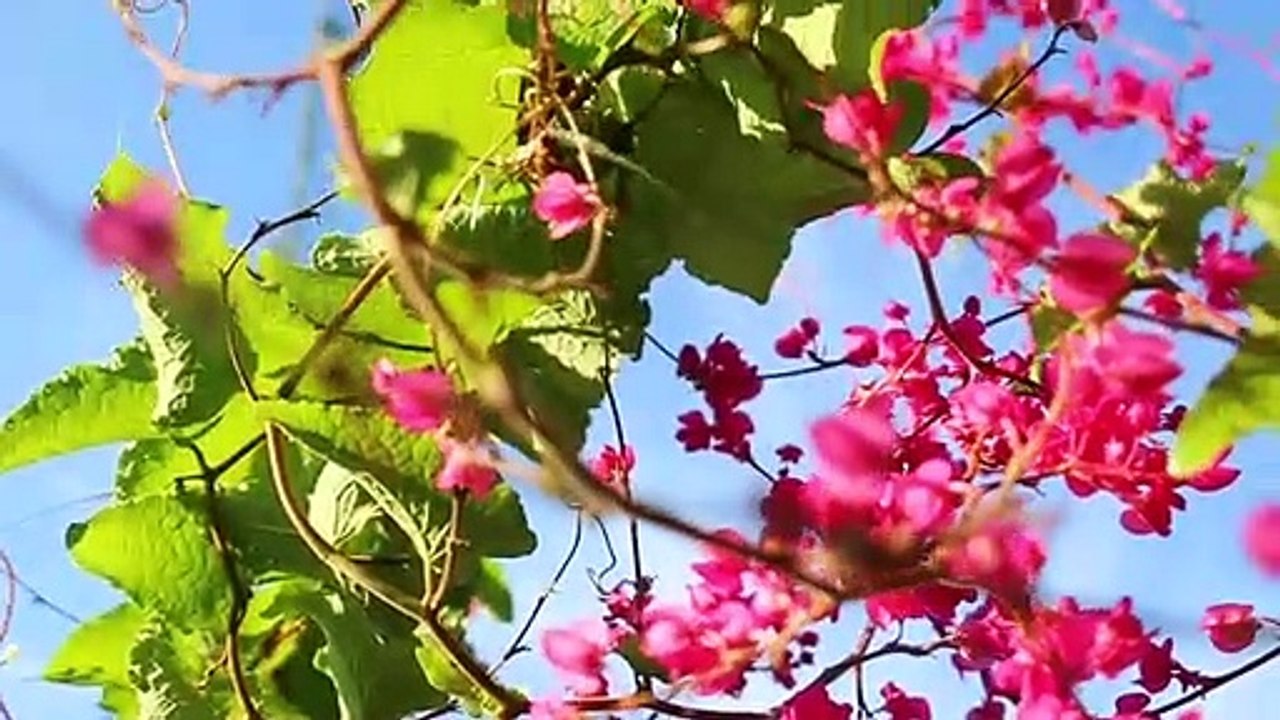 Beautiful flowers