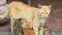 Un rescatador de gatos en China busca familias para adoptar a los felinos