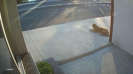 Büyükçekmece'de köpekten korkunca kendisini yola atan kişiye kamyon çarptı