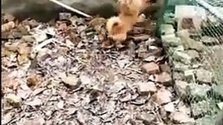Chicken VS Dog Fight    Funny Dog Fight Videos