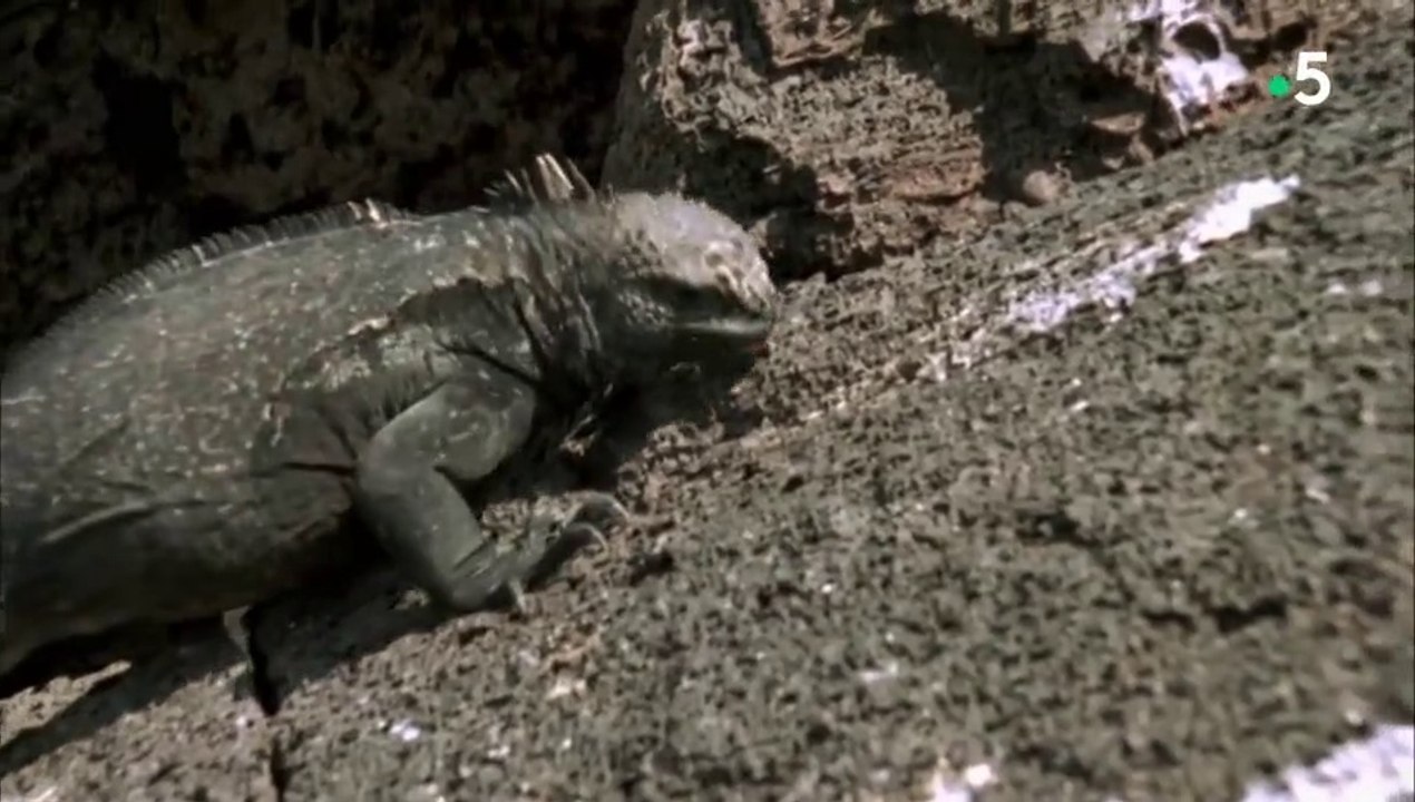 24 heures dans la nature - A la conquête du récif