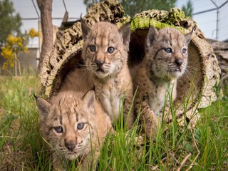 REPORTAJE: así se recupera el lince ibérico en Extremadura
