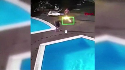 Köpeği tekmeleyen site yöneticisini havuza attı