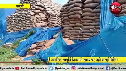 KATNI: पत्रिका एक्सक्लुसिव, बारिश में भीगकर सड़ गई 50 करोड़ की धान