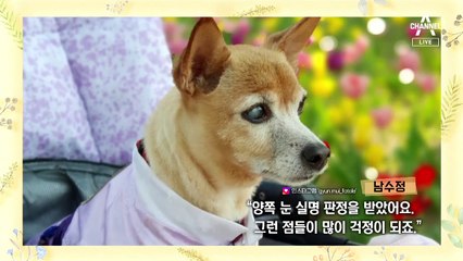 [팩트맨]우리 집 반려견, 사람 나이로 몇 살일까?