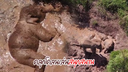น่ารัก ! แก๊งช้างป่าอพยพเล่นโคลนสนุกสนาน ระหว่างการเดินทางอันยาวไกล