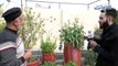 This Man Grows Vegetables & Fruits On His Rooftop