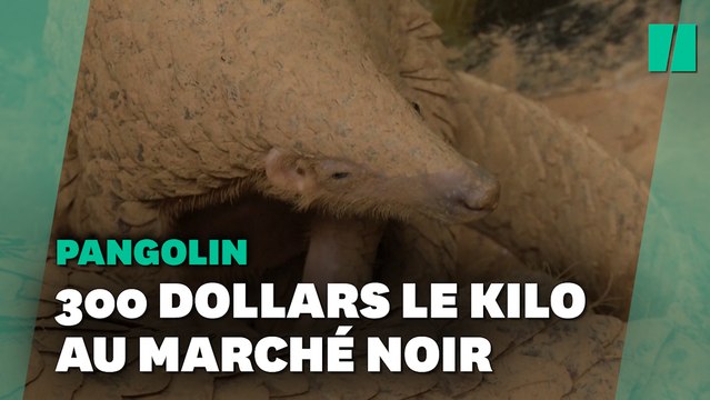 Ce Vietnamien reçoit le Nobel vert pour avoir sauvé des centaines de pangolins
