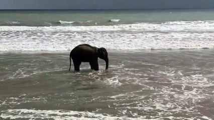 Rettung für verirrte Elefanten in Bangladesch