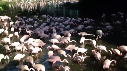 Flamingo Pond, Jurong Bird Park