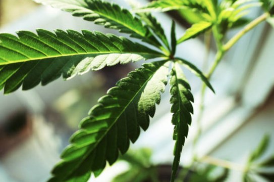 México despenaliza el uso recreativo de marihuana