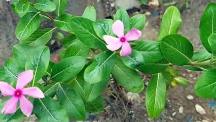 BUNGA PINKA UNGU DAN PUTIH