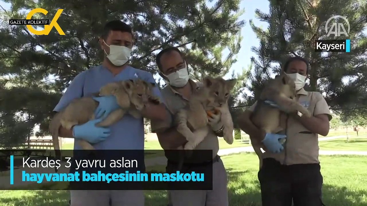 KARDEŞ 3 YAVRU ASLAN HAYVANAT BAHÇESİNİN MASKOTU