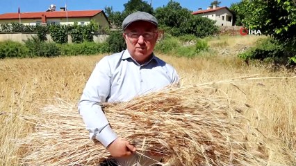 Menteşe’de ‘Karakılçık’ hasadı başladı
