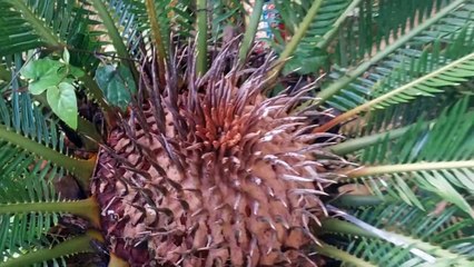 BUNGA PALEM SIKAS CANTIK