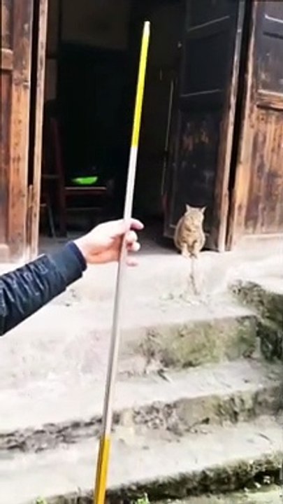 Funny cat and stack