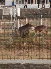 İLÇE MERKEZİNE İNEN AYI İLE KEÇİNİN MÜCADELESİ KAMERADA