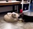 Dog Pulls Bed Away From Biting Puppy