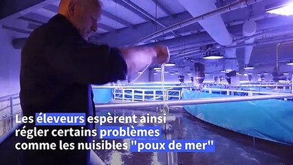 En Norvège, l'élevage de saumons tenté par la terre ferme