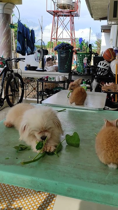 Dog Joins Rabbits for Dinner
