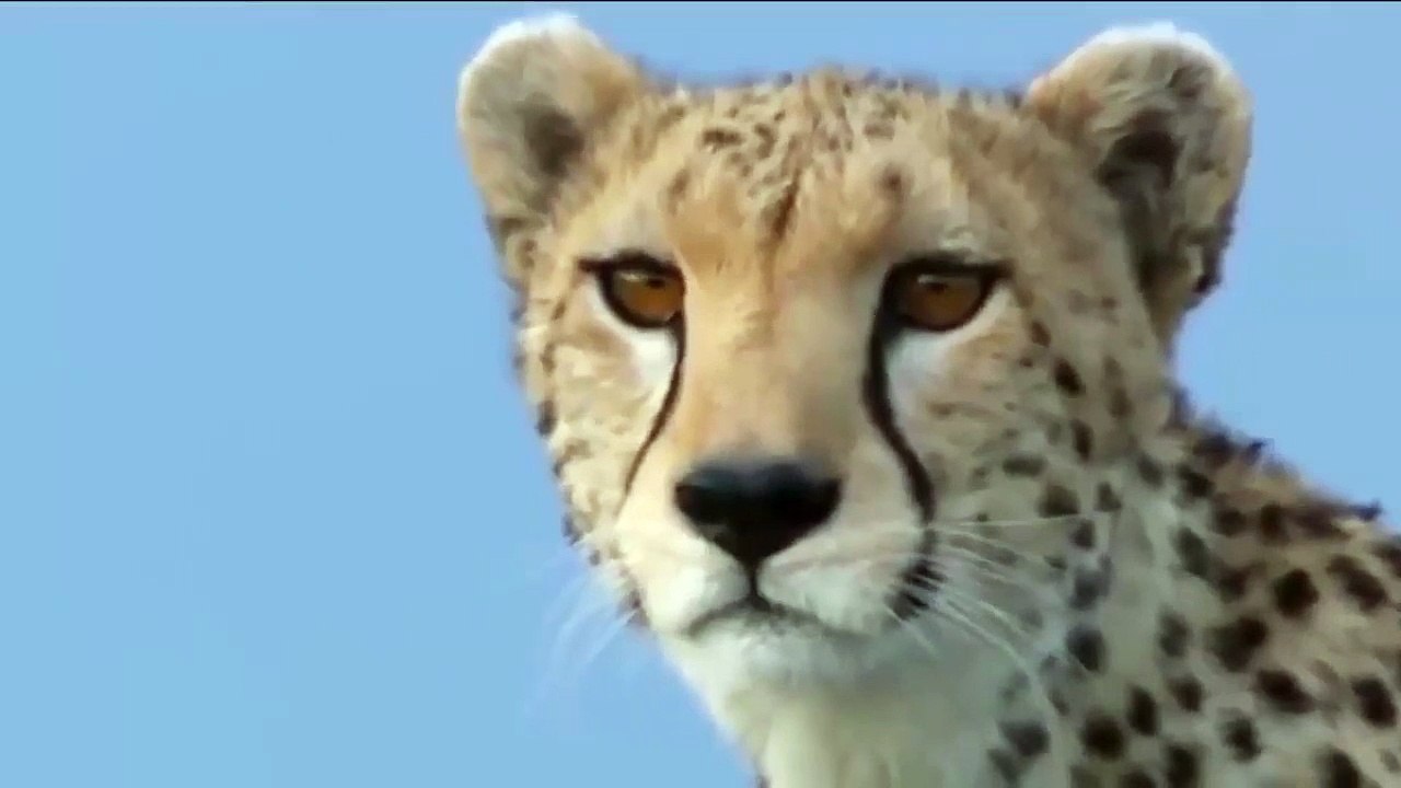 Power of Lion King! Mother Cheetah Don't Save Her Baby From Lion Hunting Python, Crocodile vs Lion