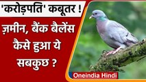 Jodhpur: करोड़पति हैं Jodhpur के कबूतर, जानें कितनी है ज़मीन, बैंक बैलेंस ? | वनइंडिया हिंदी