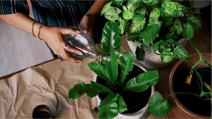 Indoor plants