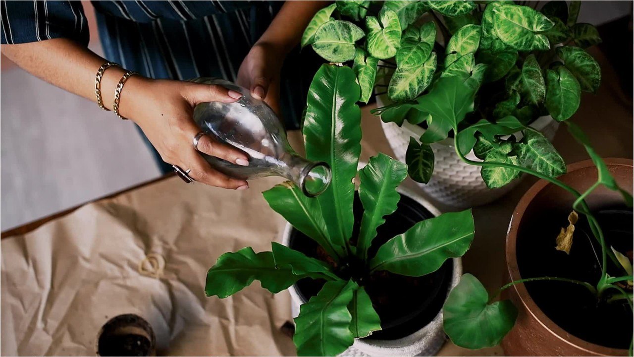 Indoor plants