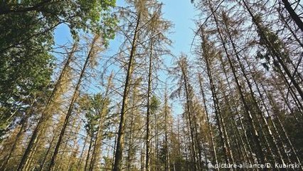 Belgien entwickelt widerstandsfähige Wälder für die Zukunft 🌱 - thumbnail