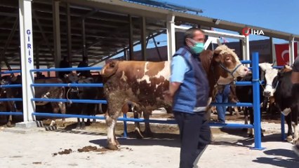 - Çankırı'da 1 tonluk 'Paşa' alıcılarını bekliyor